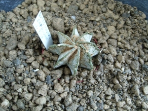 astrophytum capricorne