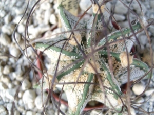 Astrophytum capricorne v. Bila