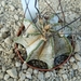 Astrophytum capricorne v. minor