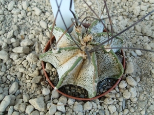 Astrophytum capricorne v. minor