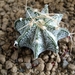 astrophytum capricorne v. niveum