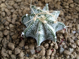 astrophytum capricorne v. niveum