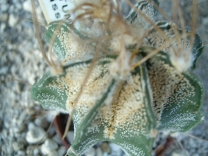 Astrophytum capricorne v.crassispinoides