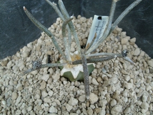 astrophytum caput - medusae