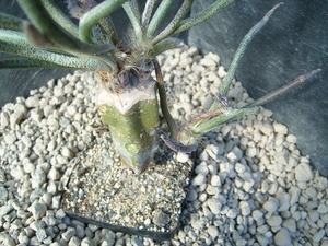 Astrophytum caput-madusae4