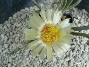 Astrophytum caput-medusae