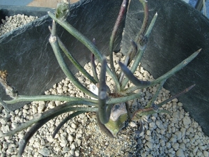 Astrophytum caput-medusae5