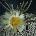 Astrophytum caput-medusae 1