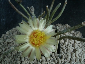 Astrophytum caput-medusae 1