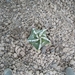 Astrophytum cv fukuruyu hakuyo 1