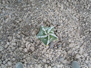 Astrophytum cv fukuruyu hakuyo 1