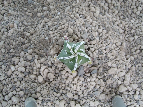 Astrophytum cv fukuruyu hakuyo 1