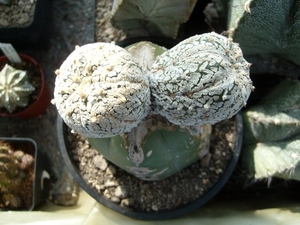 Astrophytum cv Super kabuto V type