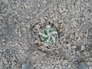 Astrophytum cv. fukuruyu hakuyo