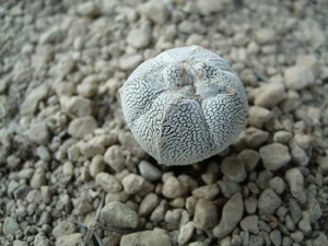Astrophytum cv. onzuka 1