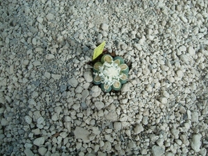 Astrophytum cv.dinosaur