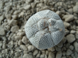 Astrophytum cv.onzuka