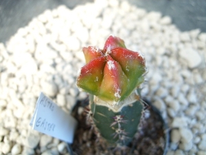 Astrophytum easter