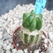 astrophytum fukuruyo green