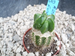 astrophytum fukuruyo green