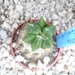astrophytum fukuruyo green 1