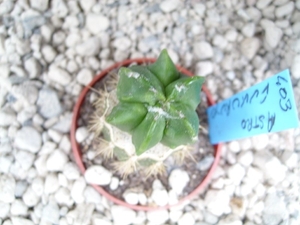 astrophytum fukuruyo green 1