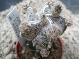 Astrophytum fukuruyo hakujo