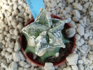 Astrophytum fukuruyo hakuun