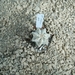 Astrophytum fukuruyu white
