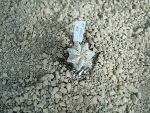 Astrophytum fukuruyu white