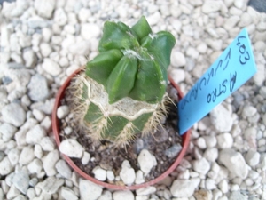 astrophytum fykuruyo green 2