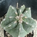 Astrophytum hybr