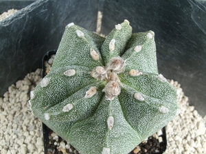 Astrophytum hybr