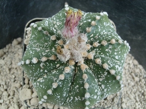 Astrophytum hybr capas