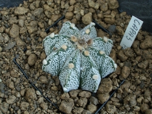 astrophytum hybr.1 capas f2