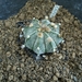 astrophytum hybr.2 capas f2