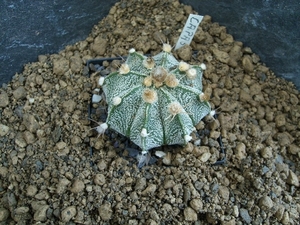 astrophytum hybr.2 capas f2