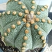 Astrophytum hybr. capas2