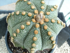 Astrophytum hybr. capas2