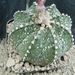 astrophytum hybr. capas 1