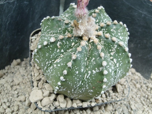 astrophytum hybr. capas 1