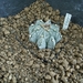 astrophytum hybr. capas f2
