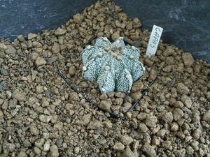 astrophytum hybr. capas f2