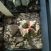astrophytum hybr. fv 1132