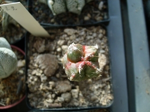 astrophytum hybr. fv 1132