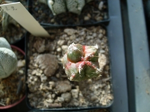 astrophytum hybr. fv 1132