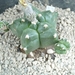 Astrophytum kikko