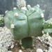 Astrophytum kikko 1