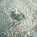 Astrophytum kikko godzilla