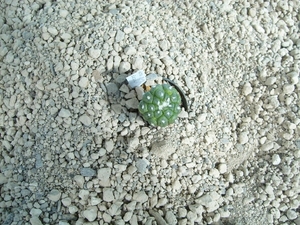 Astrophytum kikko godzilla